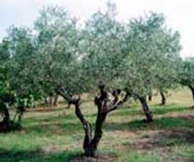 TAGTRAP - La Tecnologia per la Difesa e il Monitoraggio delle Piante