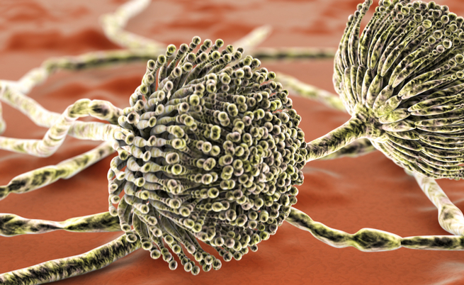 Antidoto brevettato contro le Aflatossine per la cura dei Tumori