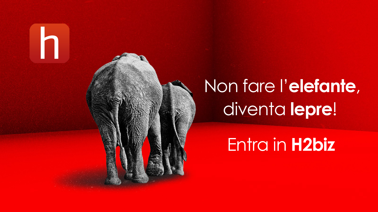 Non fare l'elefante, diventa lepre! Entra in H2biz