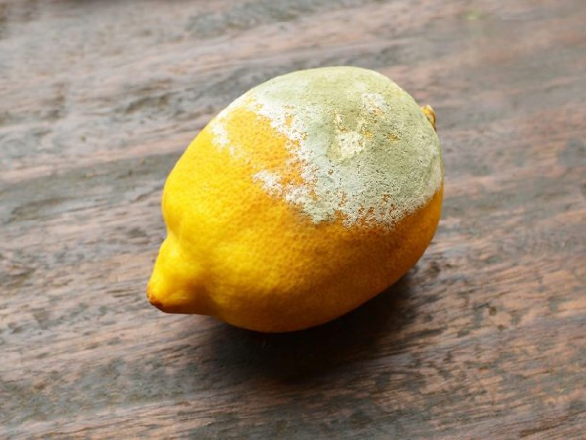 Antidoto contro le Aflatossine per la cura dei Tumori